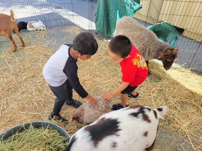 Petting zoo