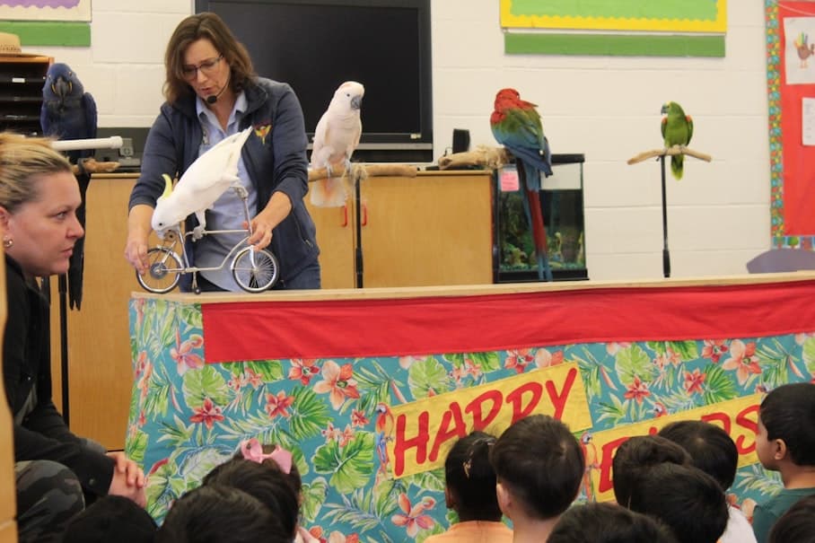 Bird show