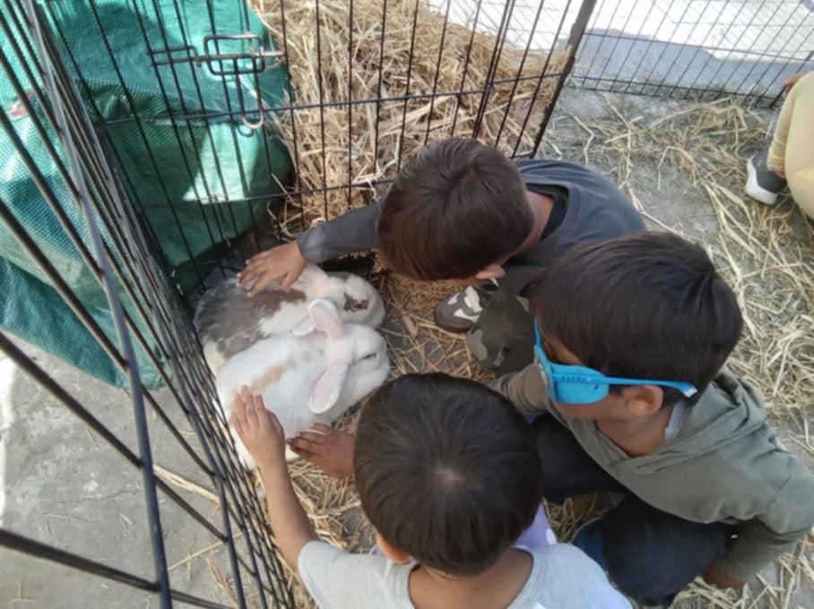 Petting zoo